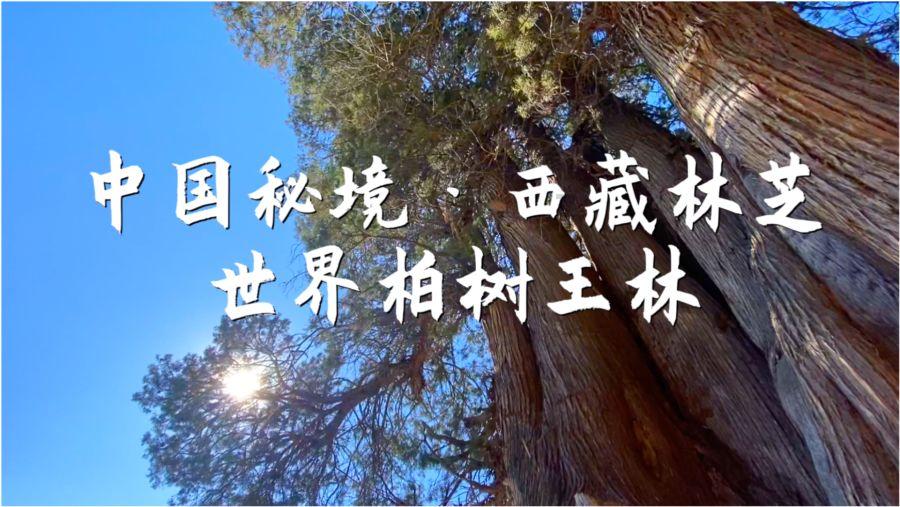 大话西游手游